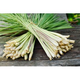 TKE Farms & Gardens - Lemongrass Seeds for Planting, Over 750 Non-GMO Seeds, Grow Indoors & Outdoors for Fresh Herbs Year Round, Easy-to-Grow Aromatic Herb for Cooking, Teas & Wellness