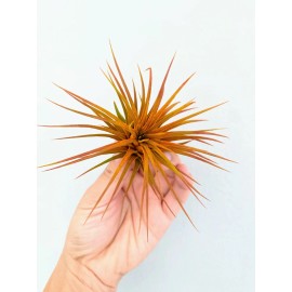Air Plant Live Colored Air Plants Ionantha Guatemala Tillandsia Airplant FREE SHIPPING - Orange