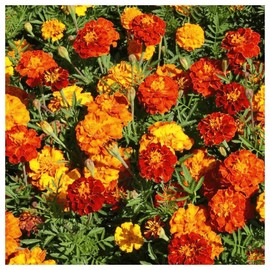 Everwilde Farms - 1 Lb Sparky Mix French Marigold Wildflower Seeds - Gold Vault