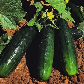 Spacemaster 80 Cucumber Seeds Heirloom (200 Seeds) - Non-GMO - Always Fresh Seeds! - Planting Seeds for Home Vegetable Garden