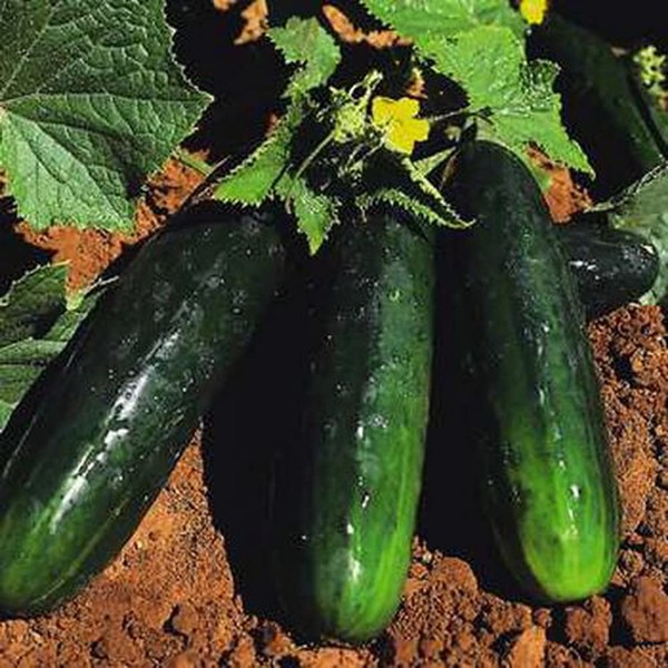Spacemaster 80 Cucumber Seeds Heirloom (200 Seeds) - Non-GMO -