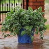 Outsidepride Plectranthus Silver Crest - 15 Seeds