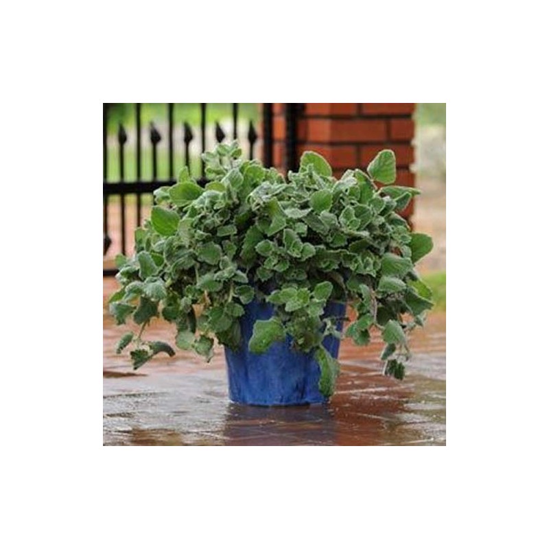 Outsidepride Plectranthus Silver Crest - 15 Seeds