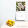 Maltese | 2025 12 x 24 Inch Monthly Square Wall