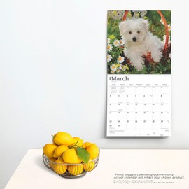 Maltese | 2025 12 x 24 Inch Monthly Square Wall Calendar | BrownTrout | Animals Small Dog Breeds