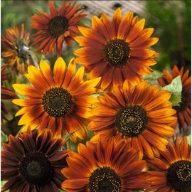Mother Nature's Seeds Sunflower LANDSCAPER'S PACK SUNSET MIX Tall Branching Autumn Colors 200 Seeds