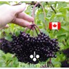 Organic Elderberry Syrup for Adults and Kids. To relieve Colds
