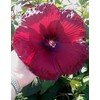 Beautiful Red Hardy Hibiscus! 10 Seeds! COMB S/H! SEE OUR