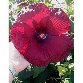 Beautiful Red Hardy Hibiscus! 10 Seeds! COMB S/H! SEE OUR STORE!