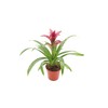Purple Bromeliad -4'' from California Tropicals