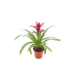 Purple Bromeliad -4'' from California Tropicals