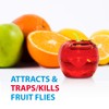 Fruit Fly Traps for Indoors by Raid | 2 Lures