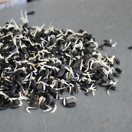 Organic Black Oil Sunflower Sprouting Seed 3 Lb ~ 33,600 Seeds - Non-GMO, Fast 2-3 Day Harvest, High Germination, Nutty Flavor, Full of Vitamins & Minerals, Easy Tray, Jar, or Bag Sprouting