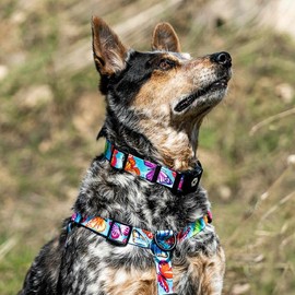 WOLFGANG/Wolfgang FlutterColor Leash (L Size) Width 1.0 x Length 72.0 inches (2.5 cm) x Length 72.0 inches (183 cm) [Medium and Large Dog Lead]