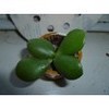 Jade Plant - Crassula Ovuta - Easy to Grow