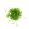 CANTON AQUATICS Brazilian Pennywort (Hydrocotyle Leucocephala) - Versatile Live Aquatic