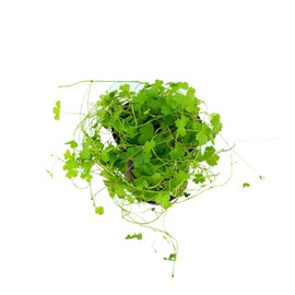 CANTON AQUATICS Brazilian Pennywort (Hydrocotyle Leucocephala) - Versatile Live Aquatic Plant & Lush Ground Cover - Ideal for Aquariums - Perfect for Oxygenation and Aesthetic Appeal - Potted