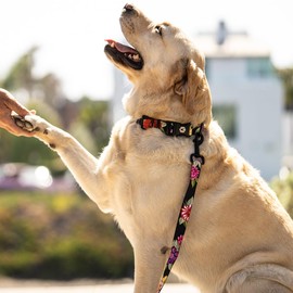 Wolfgang Heavy Duty Martingale Dog Collar with Quick Release Nylon Buckle for Walking & Training, DarkFloral Print, Large