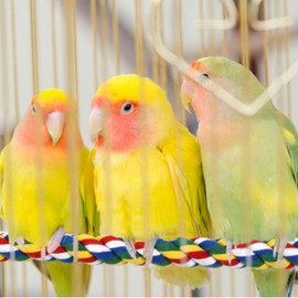 Bird Perch- Cage Rope for Parrot/Parakeet/Cockatiel Bungee Toy Comfy Colorful (31.5 Inch Long, Metal Nuts)