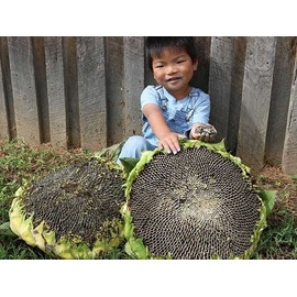 50+ Giant Mongolian Sunflower Seeds --- NON GMO -- HEIRLOOM -- FRESH