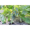 SeedsUP - 40+ Seeds Cucumber Parisian Gherkin - Vegetable Open-Pollinated