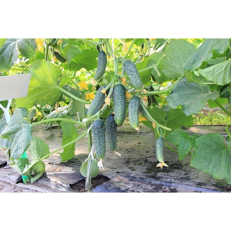 SeedsUP - 40+ Seeds Cucumber Parisian Gherkin - Vegetable Open-Pollinated