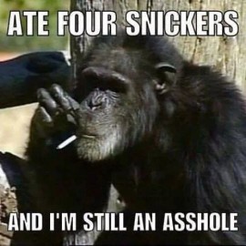 Funny  Chimpanzee   refrigerator magnet 3 1/2x 3 1/2"