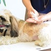 BASICS Dermcare モイスチャライズフォーム つけかえ用 150g 犬用