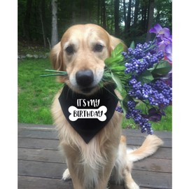 My Birthday Dog Bandana & Collar, Pet Scarf with Adjustable Collars for Small to Large Dogs & Cats (Medium, Black)