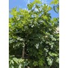 1 oz (30 grams) Organic Ficus carica leaves, Dried smashed