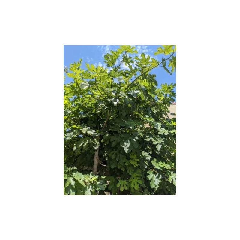 1 oz (30 grams) Organic Ficus carica leaves, Dried smashed