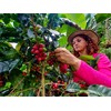 Cafe Don Pedro American Roast Low-Acid Coffee Large Can (2-pack)