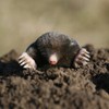 Epic REPELLENTS Mole Scram All Natural Granular Repellent - All-Natural,