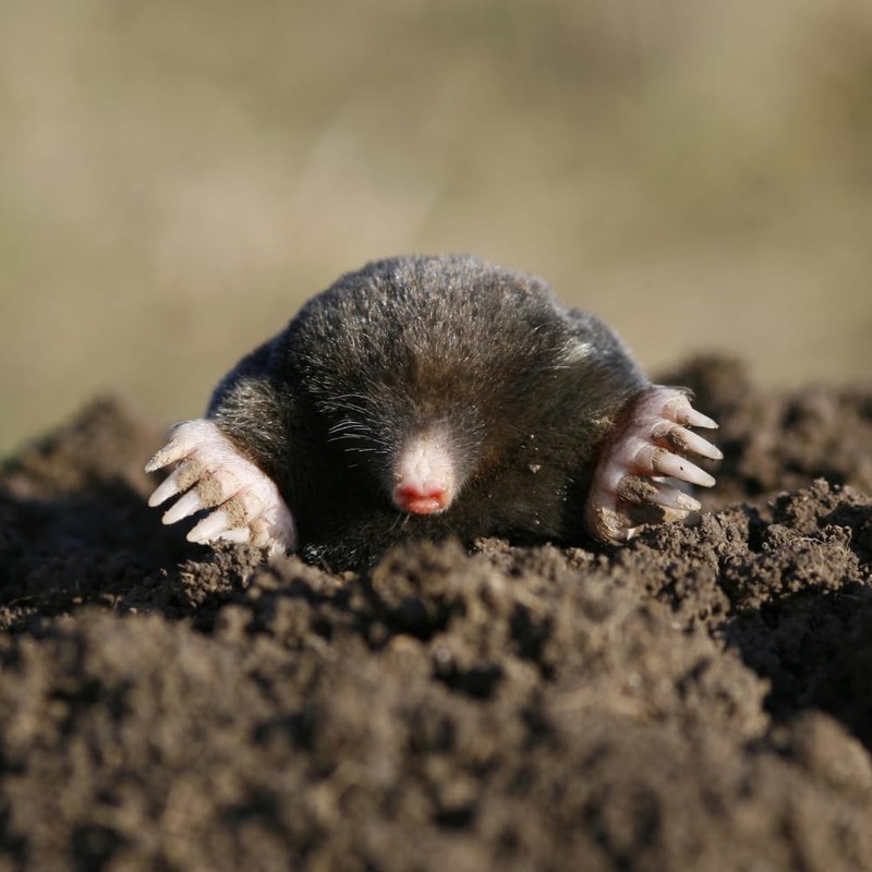 Epic REPELLENTS Mole Scram All Natural Granular Repellent - All-Natural,
