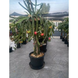 Cactus 10 Organic  Dragon Fruit  cuttings 8-14 inches long check The Description ￼ ￼