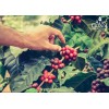 Alto Grande Coffee Whole Bean Premium Arabica Single Origin Puerto