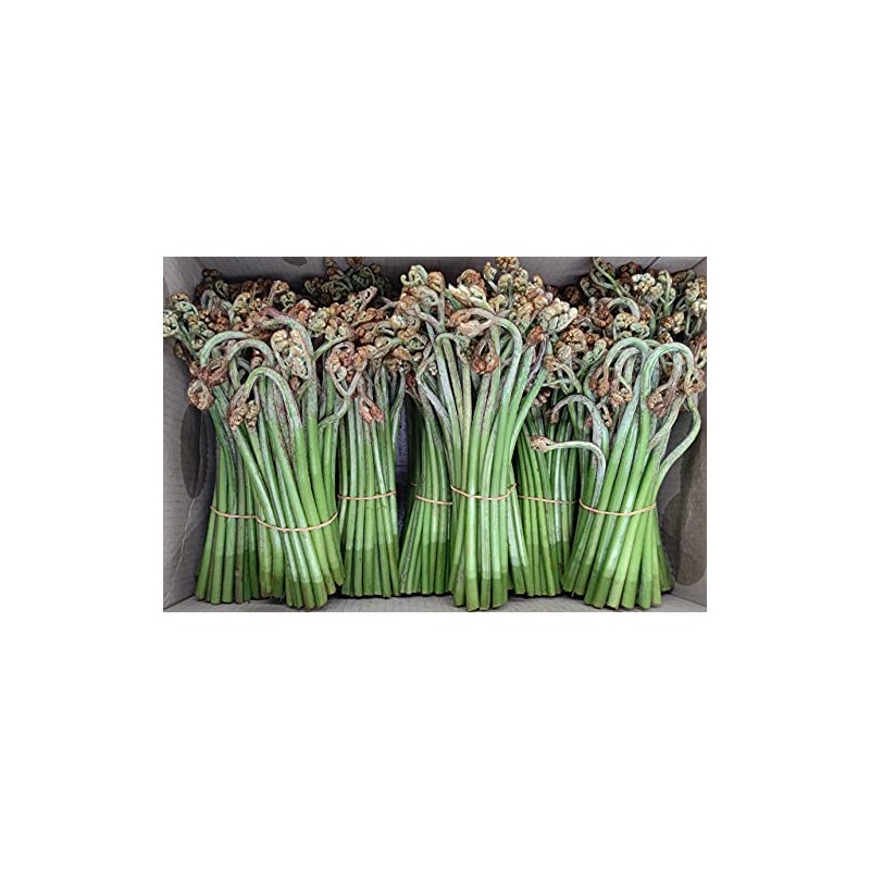 国産 採れたて 天然 生わらび 約250g×4束 蕨 常温