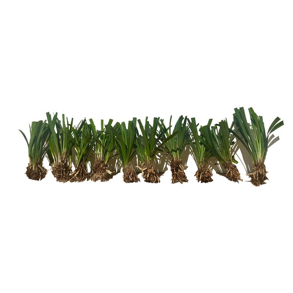 Super Blue Liriope Muscari - 100 Bare Root Plants - Evergreen Ground Cover Grass