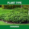 Vigoro Tree, Shrub & Evergreen Fertilizer 16-4-8 - 3.5 lb.