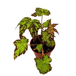 BubbleBlooms Harmony's Phoe's Cleo Begonia, Begonia Rhizomatous Hybrid, Begonia Rex in 4 inch Pot, Variegated,
