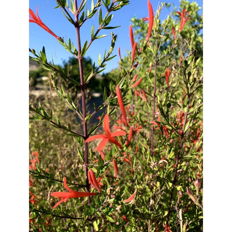 Home-Growth Anisacanthus Quadrifidus, Flame Acanthus, Wrightii - 20 Seeds 2025