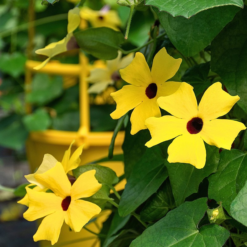 Park Seed Black-Eyed Susan Vine – Twining Summer Annual with