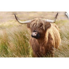 CANVAS ON DEMAND Highland Cow, Scotland Wall Decal, Cow Artwork