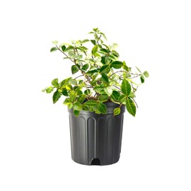 Variegated Jasmine Minima I 3 Large Trade Gallon Size Plants I Trachelospermum Asiaticum | Live Unique Two-Tone Foliage for Eye-Catching Landscapes, Low-Growing Ground Cover