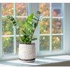 6 Inch Embossed Leaves Design Stoneware Planter Pot with Drainage