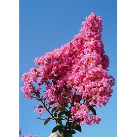 4 Pack - Semi Dwarf Hopi Crape Myrtle Trees - Pink Flowering - Grown in Quart Containers