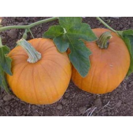 Pumpkin SUGAR PIE PUMPKIN SEEDS * SWEET FOR PIES * SMALL & ROUND *  7 SEEDS *