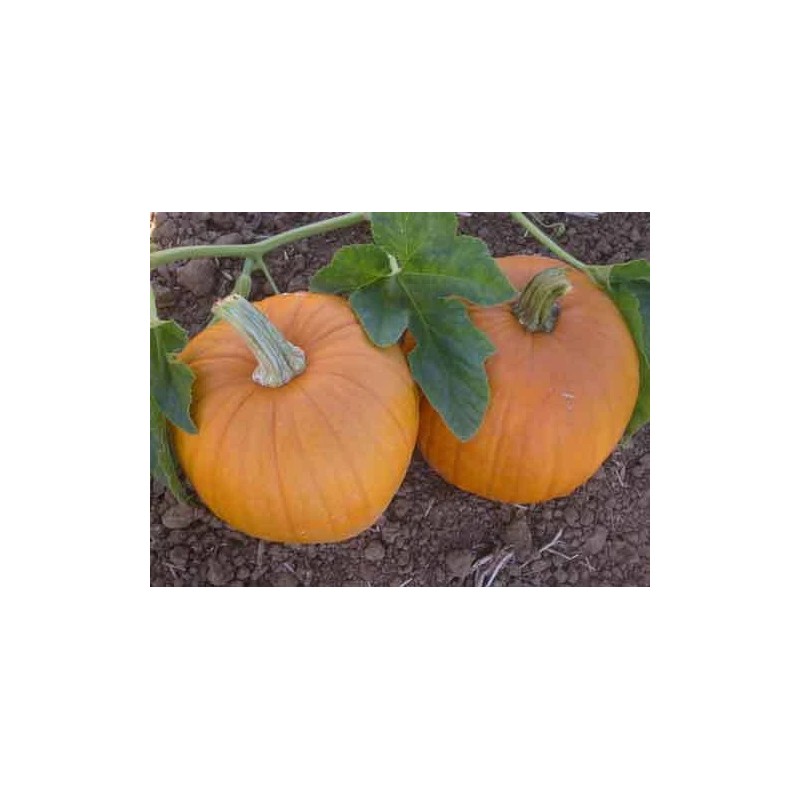 Pumpkin SUGAR PIE PUMPKIN SEEDS * SWEET FOR PIES *