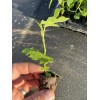 profig Fig Trees - Edible Pack of 4 starter plants.