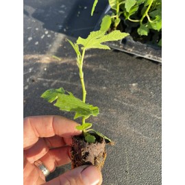 profig Fig Trees - Edible Pack of 4 starter plants. Easy To Grow- LOWEST PRICE! - Black Mission